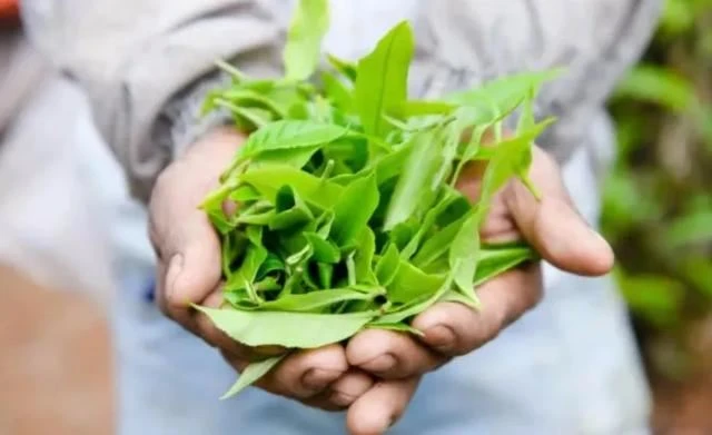 در عطر چای، احساس فرهنگ چای و لذت بردن از زندگی آهسته